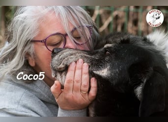 Coco5 geb. 06/2017 (ESP) - ein Engel auf vier Pfoten!