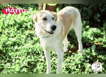 Harry3 07/2022 (ESP) - angenehmer und menschenbezogener Rüde!