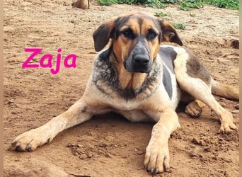 Zaja geb. 12/2023 (ESP) - aufgeschlossene, fröhliche und anhängliche Junghündin!