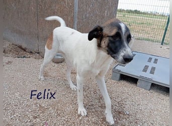 Felix geb. 02/2022 (GRC) - geselliger, verschmuster und freundlicher, junger Rüde!