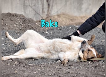 Baks geb. 11/2021 - ein ausgeglichener und sanftmütiger, ganz besonderer, wunderschöner Rüde!