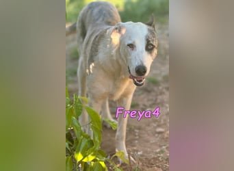 Freya4 geb. 05/2025 (ESP) - liebevolle, gesellige und verspielte Galgo-Mix Welpin sucht ein Zuhause!