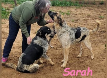 Sarah geb. 12/2023 (ESP) - aufgeschlossene, anhängliche und lustige Junghündin!