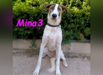 Mina3 geb. 12/2024 (ESP) - sanfte, verspielte und liebevolle Junghündin!