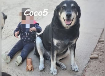 Coco5 geb. 06/2017 (ESP) - ein Engel auf vier Pfoten!
