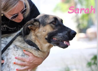 Sarah geb. 12/2023 (ESP) - aufgeschlossene, anhängliche und lustige Junghündin!