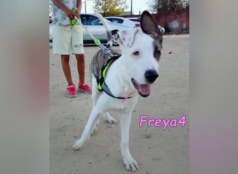 Freya4 geb. 05/2025 (ESP) - liebevolle, gesellige und verspielte Galgo-Mix Welpin sucht ein Zuhause!