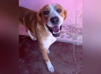 Mika geb. 11/2024 (ESP) - lebensfroher, sportlicher und lernwilliger Junghund!