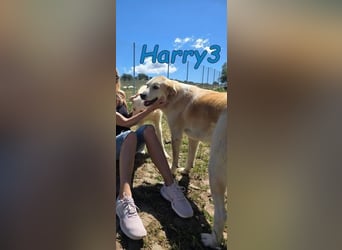 Harry3 07/2022 (ESP) - angenehmer und menschenbezogener Rüde!