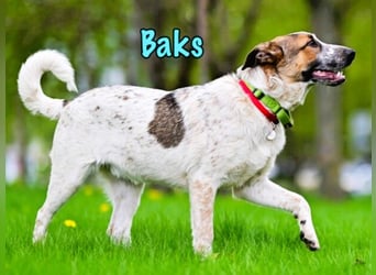 Baks geb. 11/2021 - ein ausgeglichener und sanftmütiger, ganz besonderer, wunderschöner Rüde!