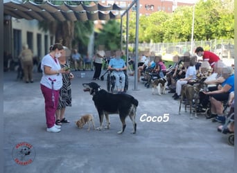 Coco5 geb. 06/2017 (ESP) - ein Engel auf vier Pfoten!