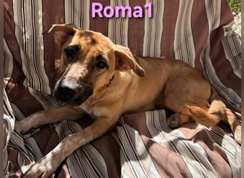Roma1 geb. 04/2023 (ESP) - freundliche Hündin wünscht sich Familie!