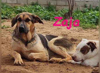 Zaja geb. 12/2023 (ESP) - aufgeschlossene, fröhliche und anhängliche Junghündin!