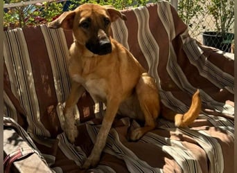 Roma1 geb. 04/2023 (ESP) - freundliche Hündin wünscht sich Familie!