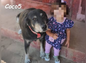 Coco5 geb. 06/2017 (ESP) - ein Engel auf vier Pfoten!