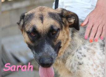 Sarah geb. 12/2023 (ESP) - aufgeschlossene, anhängliche und lustige Junghündin!