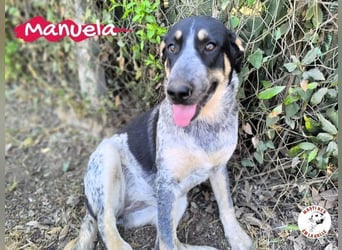Manuela geb. 12/2023 (ESP) - harmonische, gutmütige und lustige Junghündin!