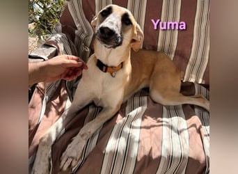 Yuma geb. 04/2023 (ESP) - verschmuste Hündin sucht Zuhause!
