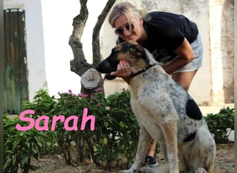 Sarah geb. 12/2023 (ESP) - aufgschlossene, anhängliche und lustige Junghündin!