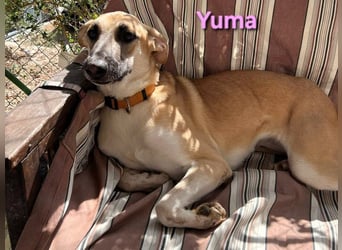 Yuma geb. 04/2023 (ESP) - verschmuste Hündin sucht Zuhause!