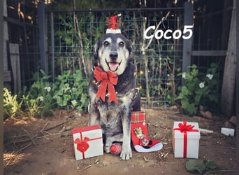 Coco5 geb. 06/2017 (ESP) - ein Engel auf vier Pfoten!