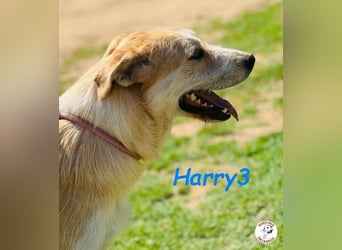 Harry3 07/2022 (ESP) - angenehmer und menschenbezogener Rüde!