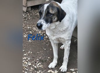 Felix geb. 02/2022 (GRC) - geselliger, verschmuster und freundlicher, junger Rüde!