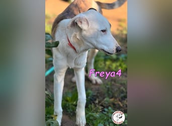 Freya4 geb. 05/2025 (ESP) - liebevolle, gesellige und verspielte Galgo-Mix Welpin sucht ein Zuhause!