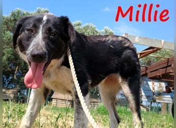 Millie geb. 09/2024 (GRC) - sanfte, verschmuste und verspielte Junghündin!