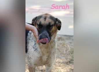 Sarah geb. 12/2023 (ESP) - aufgeschlossene, anhängliche und lustige Junghündin!