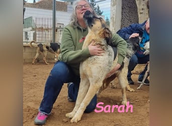 Sarah geb. 12/2023 (ESP) - aufgeschlossene, anhängliche und lustige Junghündin!
