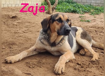 Zaja geb. 12/2023 (ESP) - aufgeschlossene, fröhliche und anhängliche Junghündin!