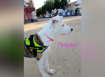Freya4 geb. 05/2025 (ESP) - liebevolle, gesellige und verspielte Galgo-Mix Welpin sucht ein Zuhause!