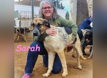 Sarah geb. 12/2023 (ESP) - aufgeschlossene, anhängliche und lustige Junghündin!