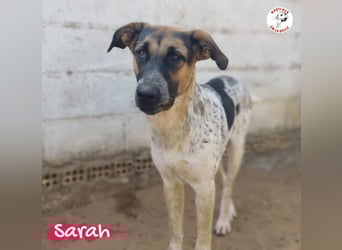Sarah geb. 12/2023 (ESP) - aufgschlossene, anhängliche und lustige Junghündin!