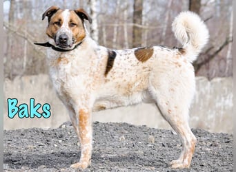 Baks geb. 11/2021 - ein ausgeglichener und sanftmütiger, ganz besonderer, wunderschöner Rüde!