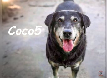 Coco5 geb. 06/2017 (ESP) - ein Engel auf vier Pfoten!