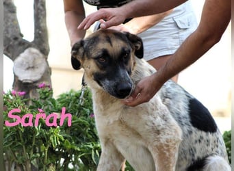 Sarah geb. 12/2023 (ESP) - aufgeschlossene, anhängliche und lustige Junghündin!