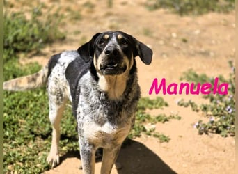 Manuela geb. 12/2023 (ESP) - harmonische, gutmütige und lustige Jungündin!