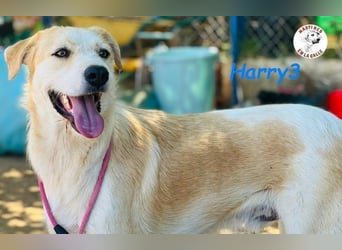 Harry3 07/2022 (ESP) - angenehmer und menschenbezogener Rüde!