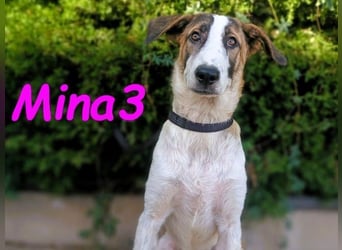 Mina3 geb. 12/2024 (ESP) - sanfte, verspielte und liebevolle Junghündin!