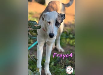 Freya4 geb. 05/2025 (ESP) - liebevolle, gesellige und verspielte Galgo-Mix Welpin sucht ein Zuhause!