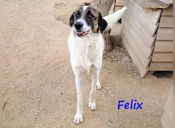Felix geb. 02/2022 (GRC) - geselliger, verschmuster und freundlicher, junger Rüde!