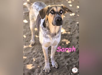 Sarah geb. 12/2023 (ESP) - aufgschlossene, anhängliche und lustige Junghündin!