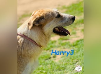 Harry3 07/2022 (ESP) - angenehmer und menschenbezogener Rüde!