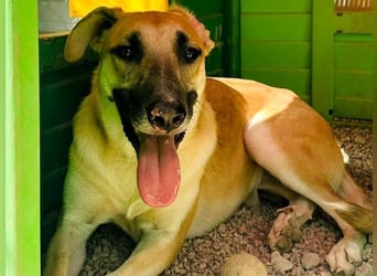 Yuma geb. 04/2023 (ESP) - verschmuste Hündin sucht Zuhause!