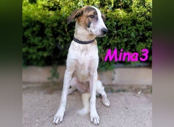 Mina3 geb. 12/2024 (ESP) - sanfte, verspielte und liebevolle Junghündin!