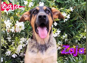 Zaja geb. 12/2023 (ESP) - aufgeschlossene, fröhliche und anhängliche Junghündin!