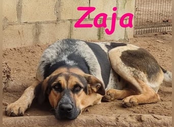 Zaja geb. 12/2023 (ESP) - aufgeschlossene, fröhliche und anhängliche Junghündin!