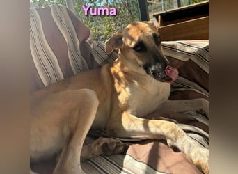 Yuma geb. 04/2023 (ESP) - verschmuste Hündin sucht Zuhause!